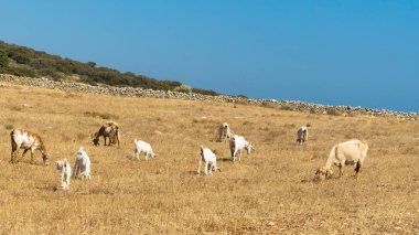 Paros Adası Yunanistan keçi ve koyun otlatma.