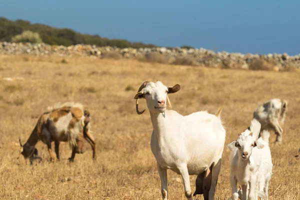 Goats grazing out in the nature on a beautiful sunny day at Paros island in Greece. — Stock Photo, Image