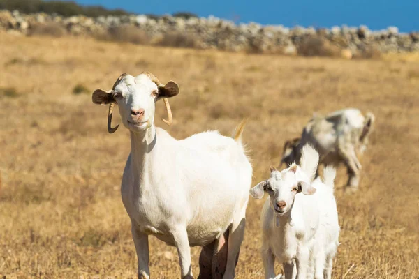 White goat family out in the nature. — Stock Photo, Image