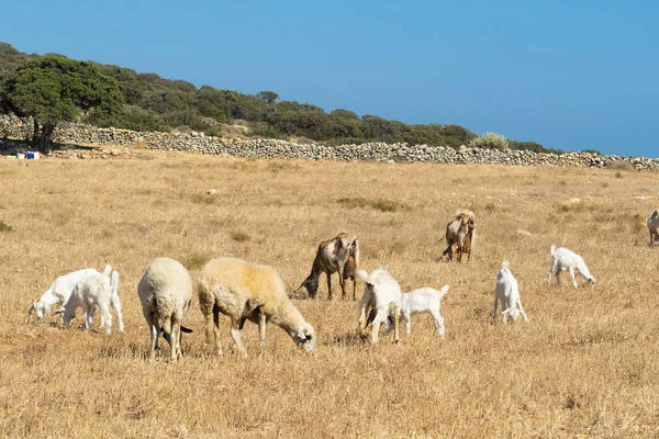 Ферма з кіз на острові Парос в Греції. — стокове фото