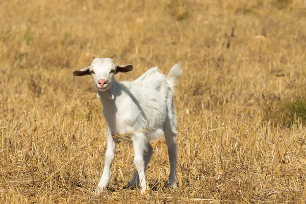 Roztomilý baby bílá koza bodů na farmě. — Stock fotografie