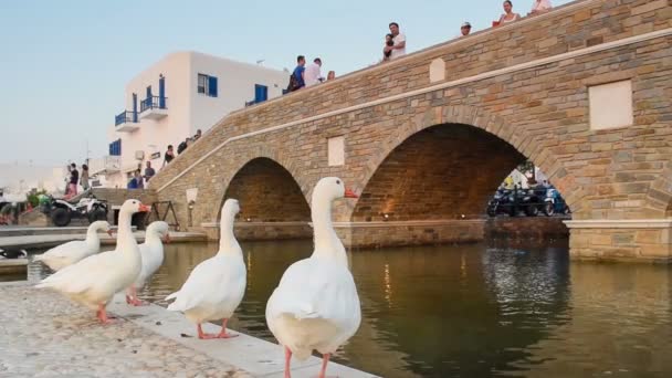 Naoussa, Paros 5 août 2016. Les cygnes blancs traditionnels à Naoussa dans l'île de Paros en Grèce avec des gens profitant de la vue . — Video