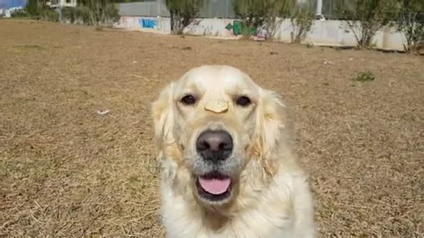 Golden retriever perro haciendo trucos con una piedra en la cabeza . — Vídeos de Stock