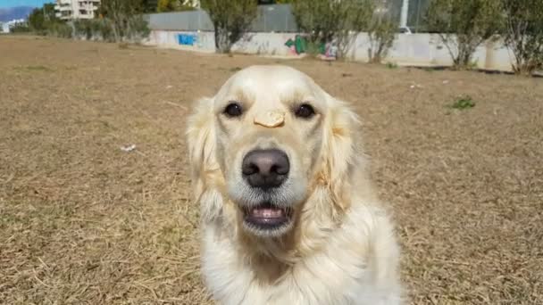 Golden retriever perro haciendo trucos con una piedra en la cabeza en cámara lenta . — Vídeo de stock