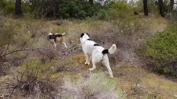 Gå på jakt med två jaga hundar på landsbygden. — Stockvideo
