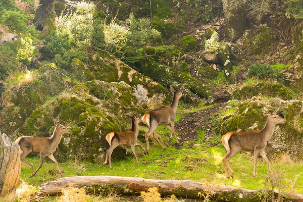 Flock rådjur som kör på det berg av Parnitha i Grekland. — Stockfoto