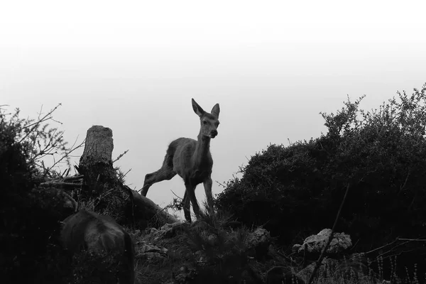 Baba szarvas silhouette-fekete-fehér. — Stock Fotó