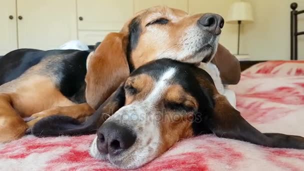 Liefdevolle moment van twee honden slapen boven op elkaar. Een grappig moment. — Stockvideo