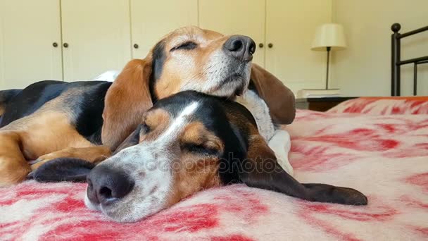 互いの上に寝ている犬のカップル。2 つのかわいいペットの甘い瞬間. — ストック動画