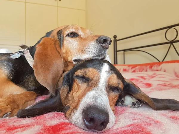 Casal de cães a dormir em cima um do outro. Um momento doce de dois animais de estimação bonitos . — Fotografia de Stock