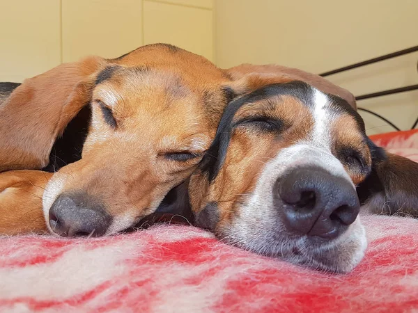 Dois cachorros bonitos dormindo lado a lado. Um olhar de perto de um momento engraçado e amoroso . — Fotografia de Stock