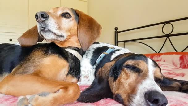 Momento divertido de una perra mirando curioso y luego se acuesta al lado del perro macho que duerme profundamente . — Vídeos de Stock