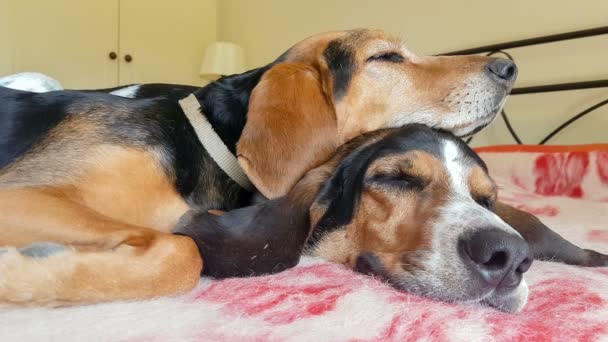 Perros de caza durmiendo uno encima del otro. Un momento lindo divertido . — Vídeo de stock