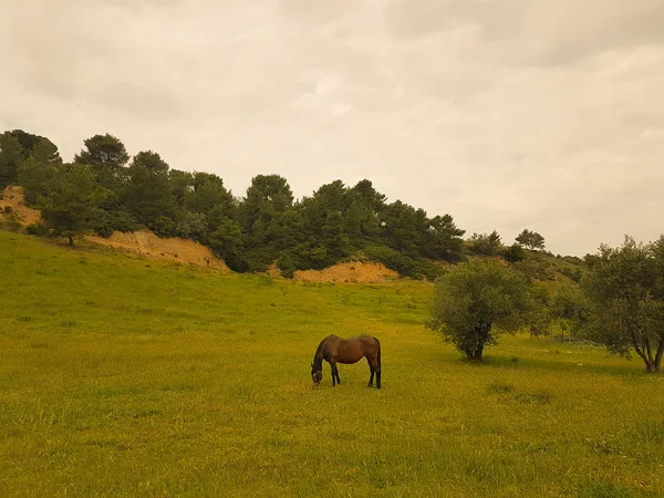 草原の干し草と草を食べる馬. — ストック写真