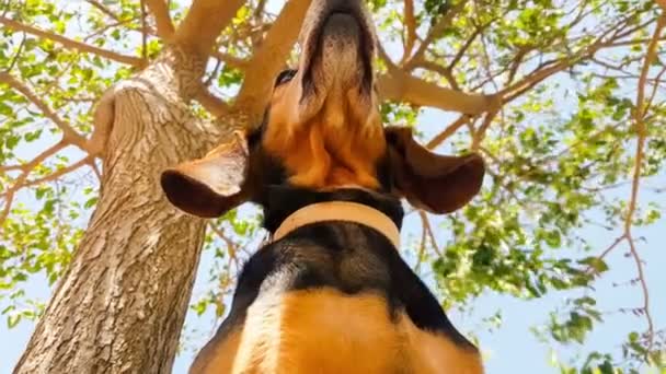 Kvinnliga jakt hund porträtt tittar på kameran. Nära håll view. — Stockvideo