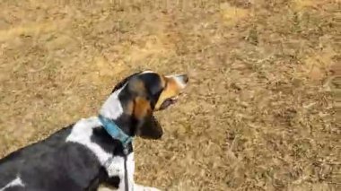 Köpek bir parkta yürümek.