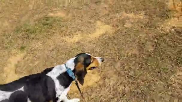 Paseando con un perro feliz en un parque . — Vídeo de stock