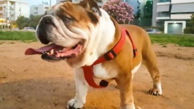 Sevimli İngiliz boxer köpek bir park. Komik ve güzel köpek.
