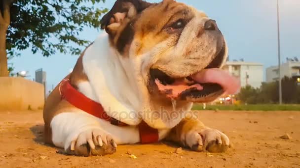 Cane da pugile inglese in un parco. Un cane dall'aspetto divertente . — Video Stock