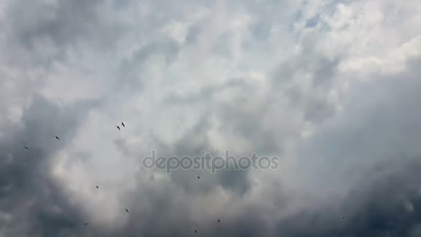 Bandada de gaviotas en el cielo contra un cielo dramático . — Vídeo de stock