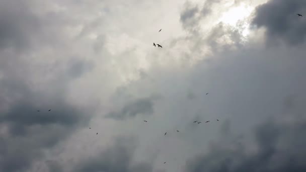 Kadar karşı dramatik güneş bulutların gökyüzünde uçan martılar. — Stok video