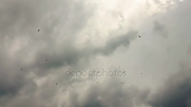 Gaviotas volando en el cielo . — Vídeo de stock