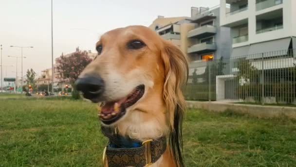 Saluki Hundeporträt in einem Park. ein schöner persischer Windhund. — Stockvideo