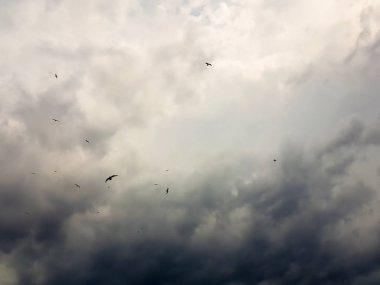 Kadar dramatik gökyüzü karşı gökyüzünde uçan martılar.