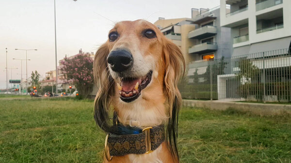 Saluki dog portrait at a park. A beautiful Persian Greyhound dog.