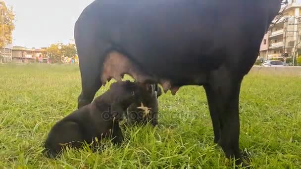 Due bambini bastone corso cani bere latte dalla loro madre . — Video Stock