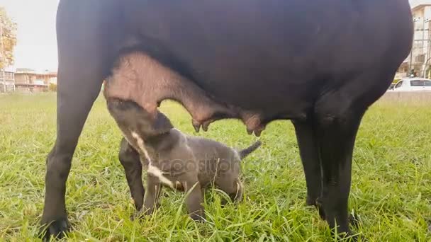 Cane corso bebek kendi annesinden süt içme. Şirin bir an. — Stok video