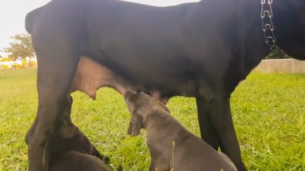 Cane corso bebés raza italiana están bebiendo leche de su madre . — Vídeo de stock