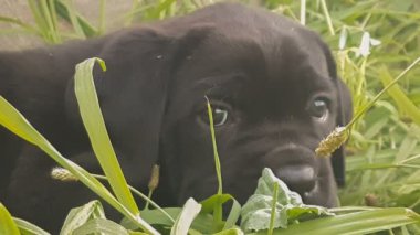 Şirin bebek köpek Cane corso İtalyan doğurmak portre çim karşı.