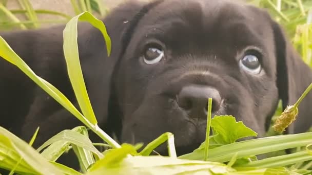 Baby Cane corso Retrato de raza italiana en un parque . — Vídeo de stock