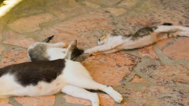 Bébés chats drôles jouant avec la queue de leur mère .