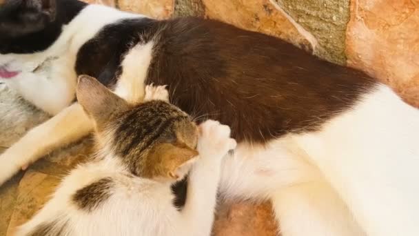 Baby cat drinking milk from her mother. — Stock Video