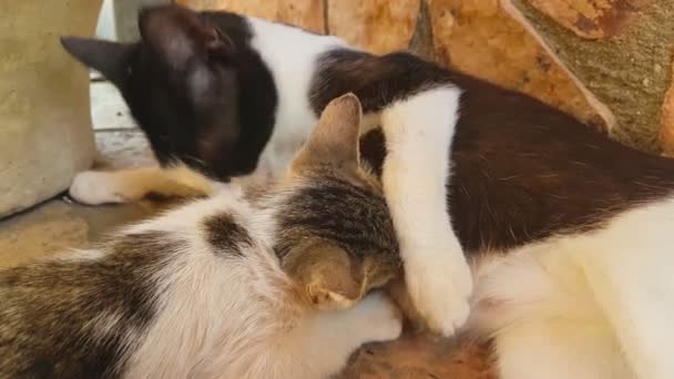 Bebé gato bebiendo leche de su madre. Vista de cerca . — Vídeo de stock