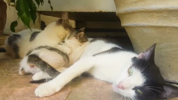 Vista de cerca de un bebé gato bebiendo leche de la madre . — Vídeos de Stock