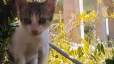 Komik ve meraklı bebek kedi portre. Görünümü kadar yakın.