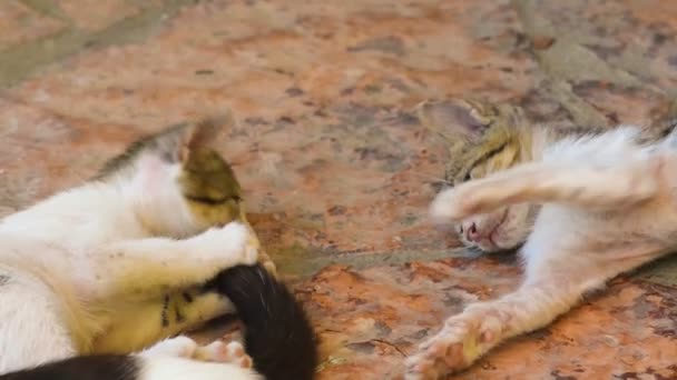 Graciosos bebés gatos jugando con la cola de su madre. Vista de cerca . — Vídeo de stock