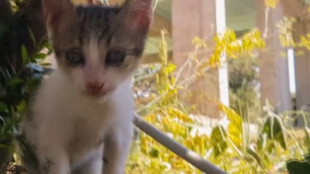 Grappige en nieuwsgierige baby kat portret. Een close-up weergave. — Stockvideo