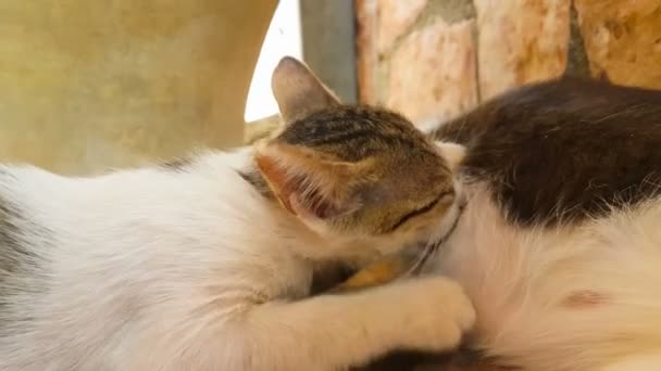 Bebé gatos bebiendo leche de su madre. Un momento lindo . — Vídeo de stock