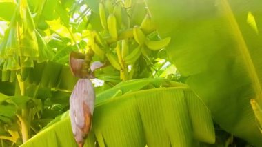 Muz ağacı görünümü kapatın.