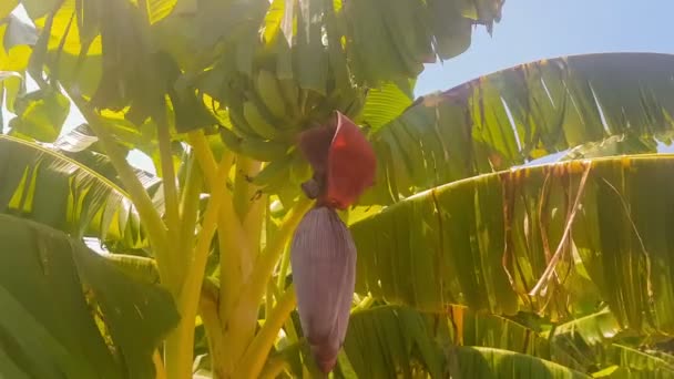 Μπανάνες στο δέντρο. Μια κοντινή όψη. — Αρχείο Βίντεο