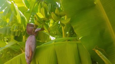 Taze muz ağacı üzerinde.