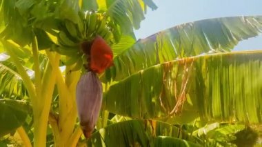 Muz ağacı yakın çekim.