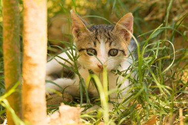 Şirin bebek kedi portre güzel bir arka plan.