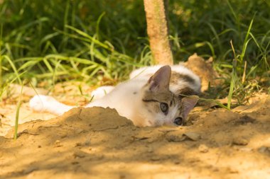 Şirin bebek kedi oynamak ve güzel bir arka plan karşı poz.