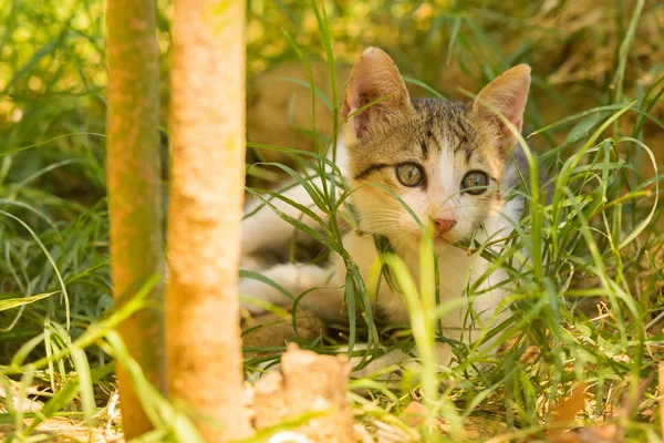 Baby cat portrait from inside the grass. — Stock Photo, Image