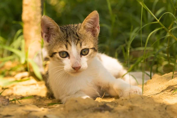 Baby cat portrait against a beautiful background. — Stock Photo, Image